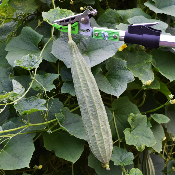 Cisailles de jardin longues en aluminium pour coupe et maintient | KSEIBI